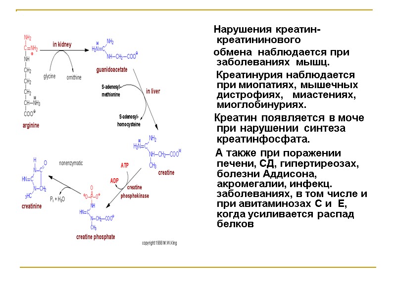 Нарушения креатин- креатининового     обмена  наблюдается при заболеваниях  мышц.